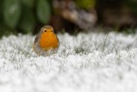 Rouge gorge dans la neige