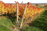 Vignoble toulois