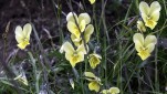 Fleur des montagnes
