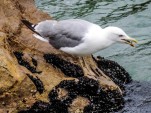 Goéland à la pêche aux moules