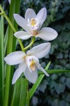Orchidée Cymbidium