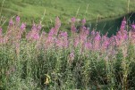 Epilobes au Lac de St Guérin