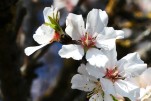 Fleurs d'amandier