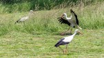 Chasse aux cigognes