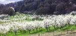 Mirabelliers en Meuse