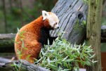Panda Roux Sainte Croix